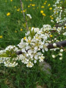 Fofonoff Plum blossoms