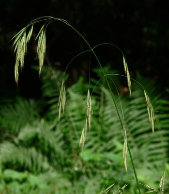 Bromus ramosus