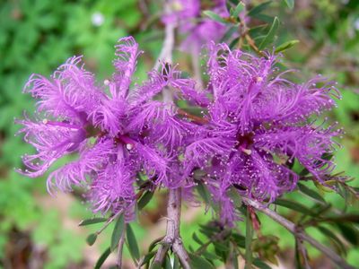 Melaleuca thymifolia