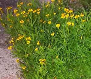 Tagetes Lucida