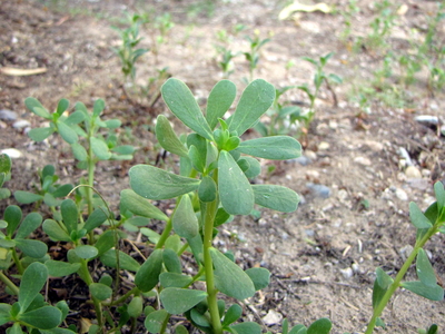 Portulaca oleracea