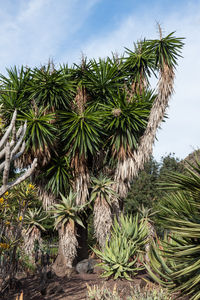 Spineless yucca