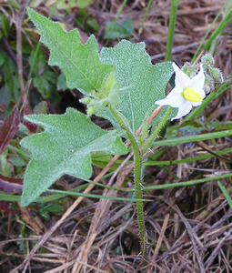 Horse Nettle