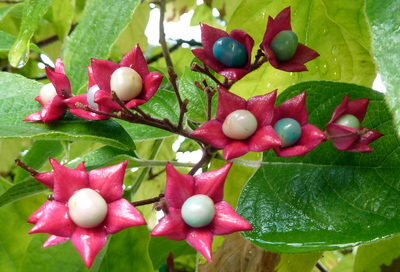 Clerodendrum trichotomum