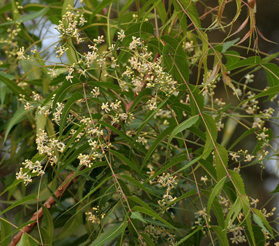 Azadirachta indica