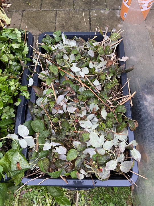 # Garlic 2023

This year I plant in containers and not in the garden since all beds were horrible fails.


6 containers on the balcony: 36 cloves

1 container on the terrace: 16 cloves (mulched with straw and pruned raspberries)