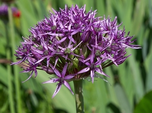 Allium atropurpureum