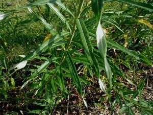 Osier Basket Willow