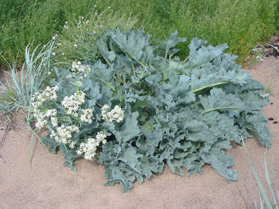 Crambe maritima