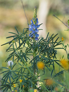 Blue Lupin