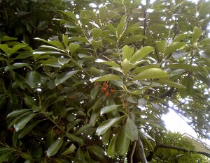 Lithocarpus edulis