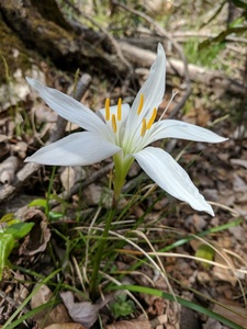 Atamasco Lily