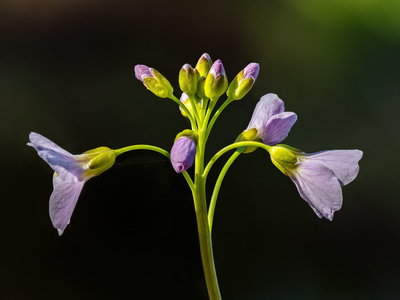 Cardamine pratensis