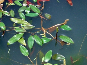 Potamogeton distinctus