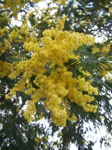 Mimosa