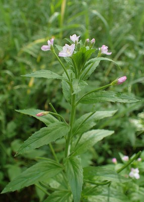 Epilobium parviflorum