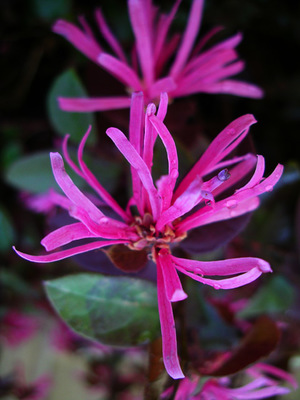 Loropetalum chinense