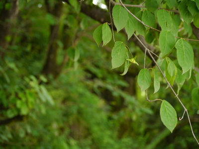 Euonymus fimbriatus