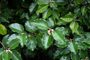 Elaeagnus macrophylla