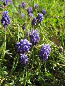 Italian Grape Hyacinth