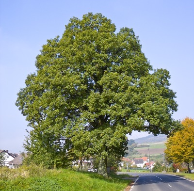 Quercus petraea