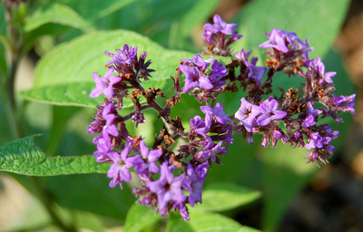 Heliotropium arborescens