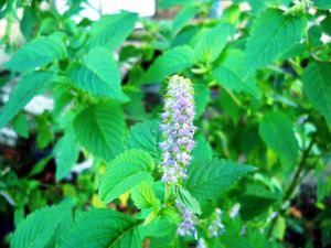 Crested latesummer mint