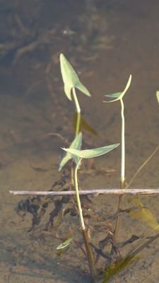 Sagittaria cuneata