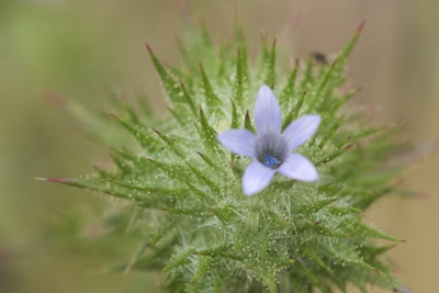 Navarretia squarrosa