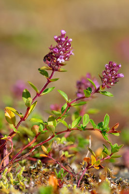 Thymus pulegioides