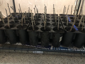 Ribes cuttings planted. 
Ordered from someone on fb marketplace. 

Jostaberry, Pink Champagne, Titania Black. 

Cuttings sunk into a 10:1 mix of organic potting soil and fine sand. Made sure the medium was moist before filling the trays.

Washed trays with soapy water and rinsed. 