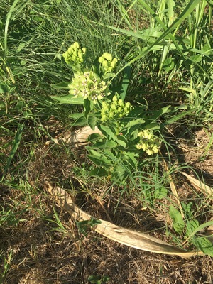 Viridis in bloom