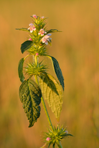 Common Hemp Nettle