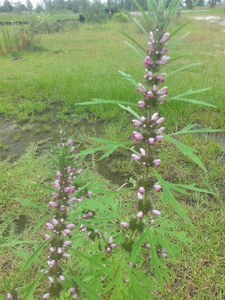 Motherwort 25 seeds Medicinal herb