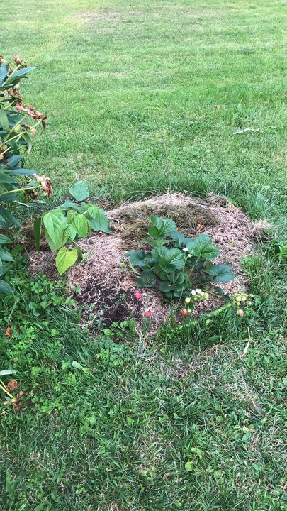 Kousa dogwood is slow to grow, not sure what's going on. Ground cherry doing well. Underplanted with some beans just for fun and they're popping up nicely. Strawberry plant is massive, and pumping out a few strawberries per day. 