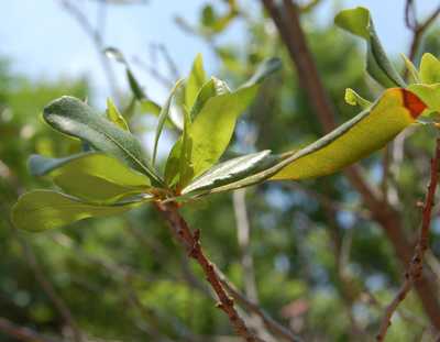 Myrica pensylvanica