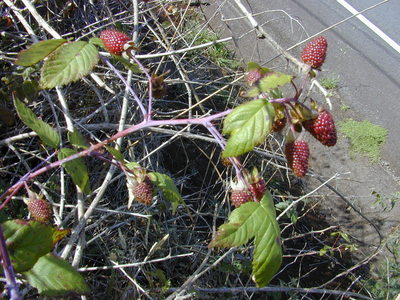 Rubus glaucus