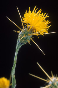 St Barnaby's Thistle