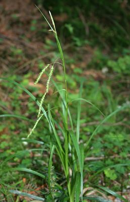 Carex sylvatica