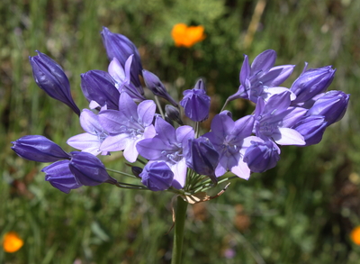 Triteleia laxa