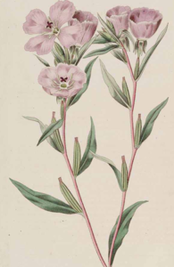 Winecup clarkia