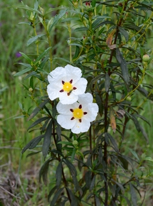 Labdanum