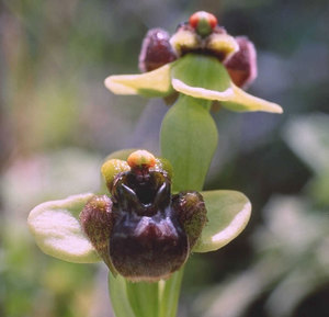 Bumblebee Orchid