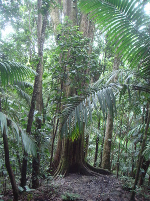 Manilkara bidentata