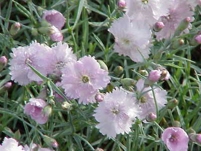 Dianthus gratianopolitanus