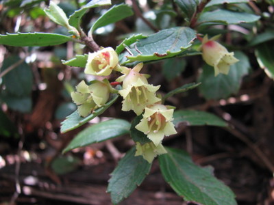 Wittsteinia vacciniacea