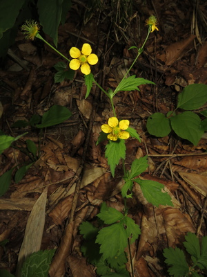 Geum japonicum