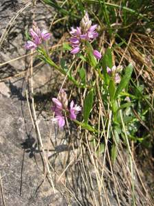 Bitter Milkwort