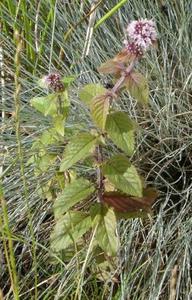 Water Mint