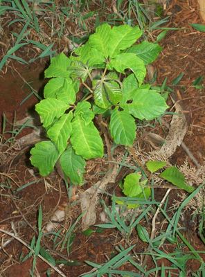 Vitex keniensis